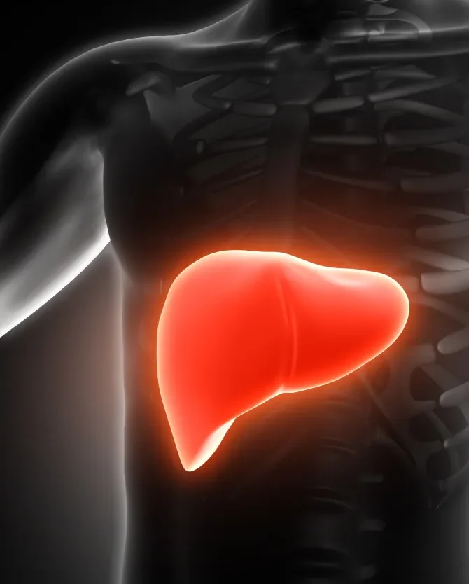 Human torso showing highlighted liver location