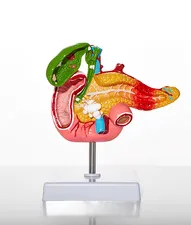 Anatomical model of liver, gallbladder, and pancreas