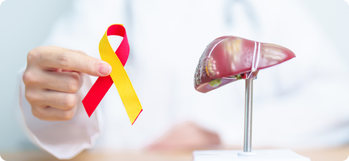 Hand holding liver awareness ribbon beside liver model