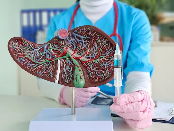 Doctor holding liver model with injection syringe