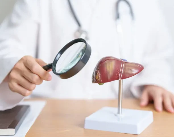 Doctor examining liver model with magnifying glass