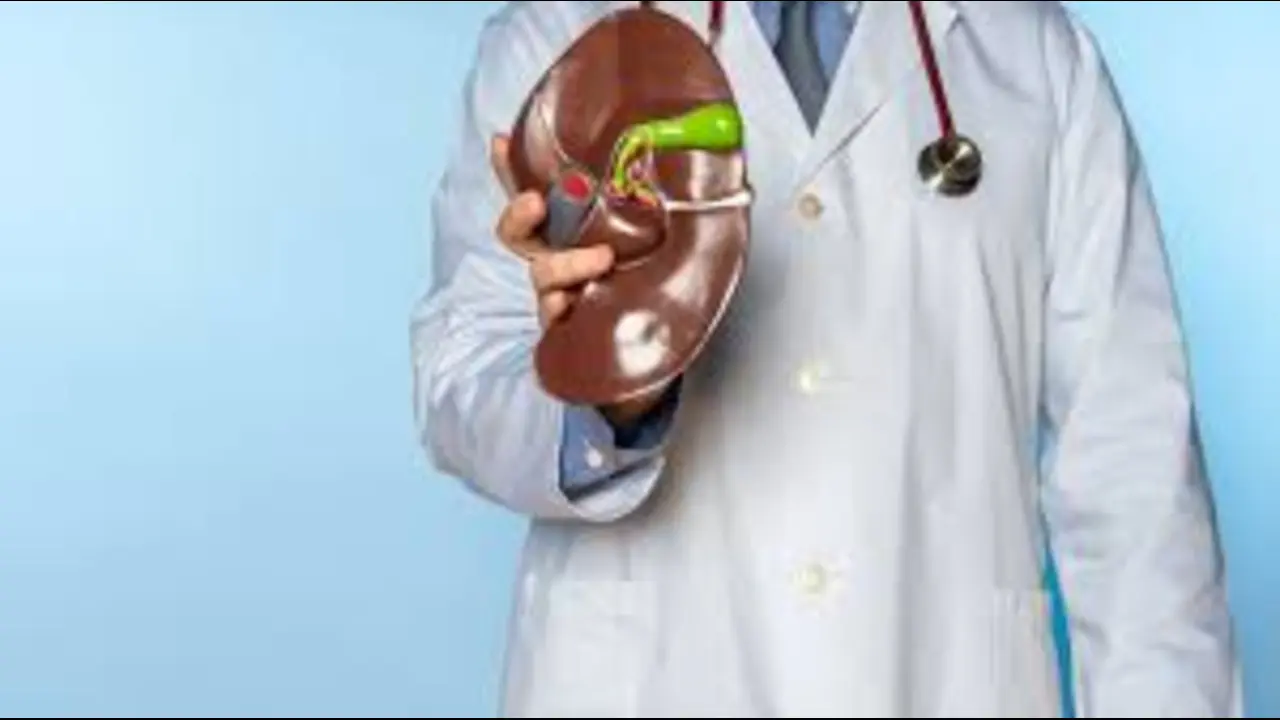 A close-up shot of a doctor in a white lab coat and stethoscope holding up a detailed anatomical model of a human liver and gallbladder against a blue background.