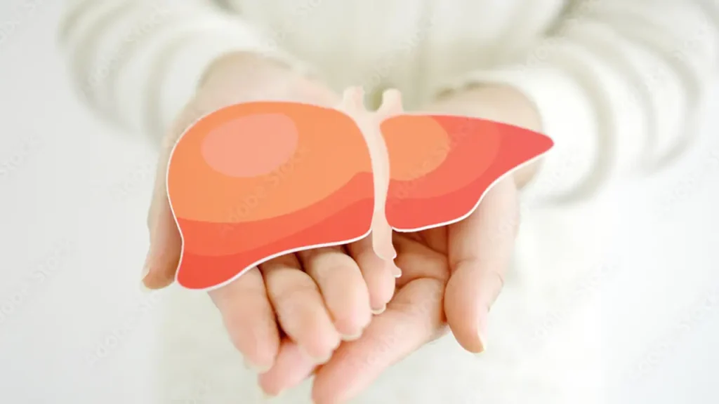 A person's hands gently holding a simplified, paper cutout of a healthy liver against a bright, out-of-focus background.