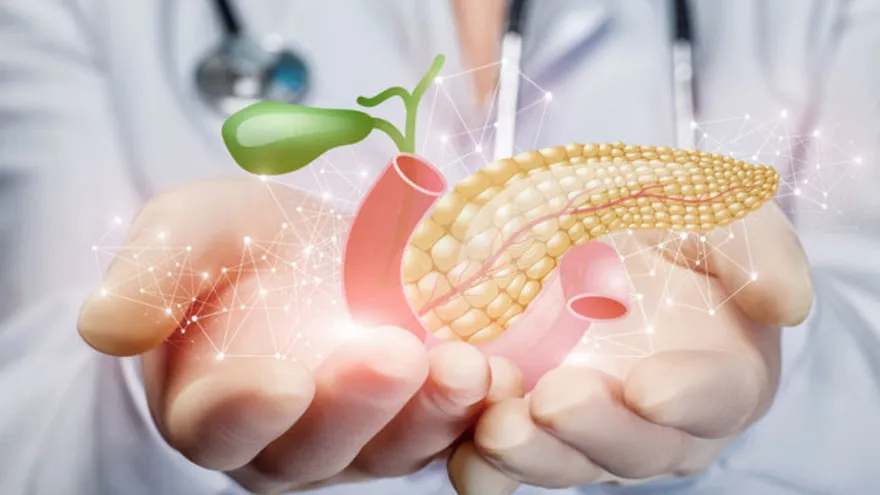 Doctor holding pancreas and gallbladder medical illustration