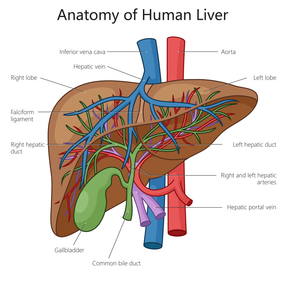 Detailed anatomical diagram of human liver showing veins, arteries, and bile ducts