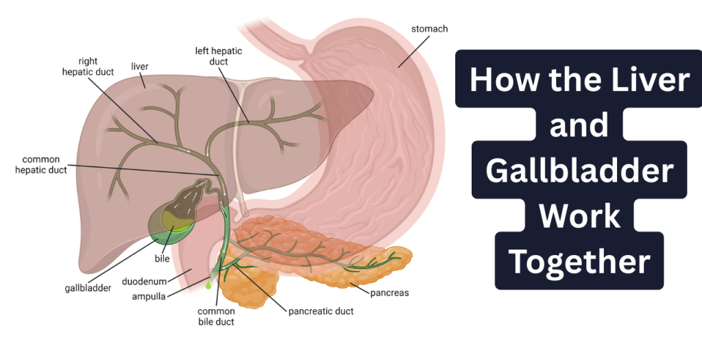 Anatomy diagram showing liver, gallbladder, bile duct and pancreas connection