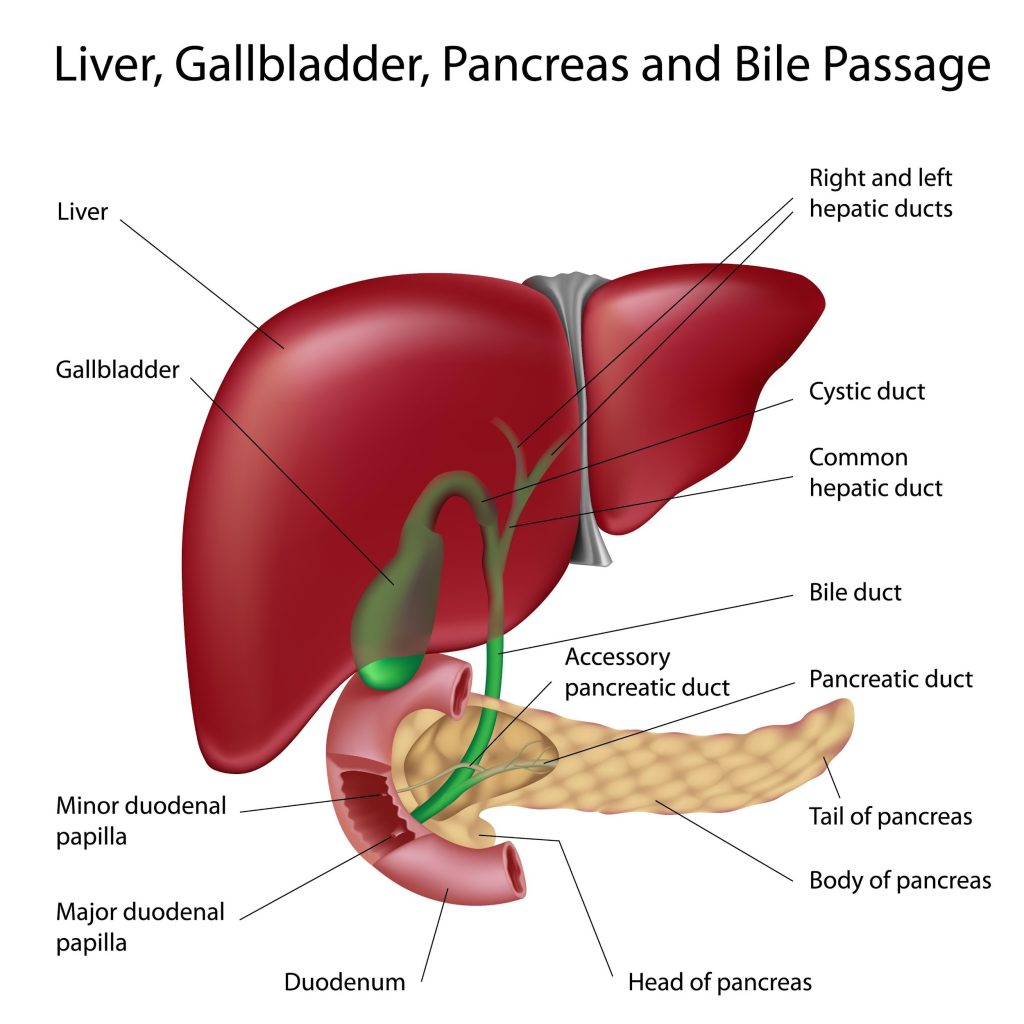 Gallbladder Removal Surgery in Lahore-picture shows the part of human liver and structure