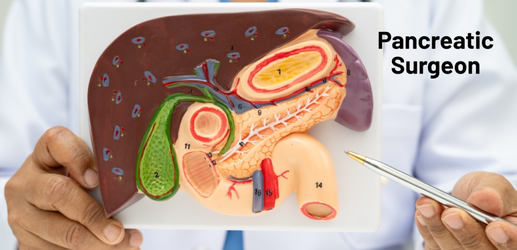 “Pancreatic surgeon explaining pancreas anatomy model”
