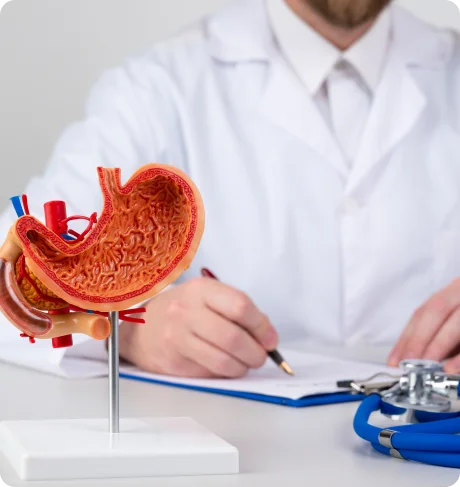 Doctor with anatomical stomach model during consultation