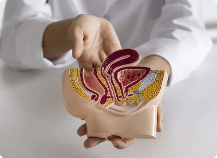 Doctor holding female pelvic anatomy model