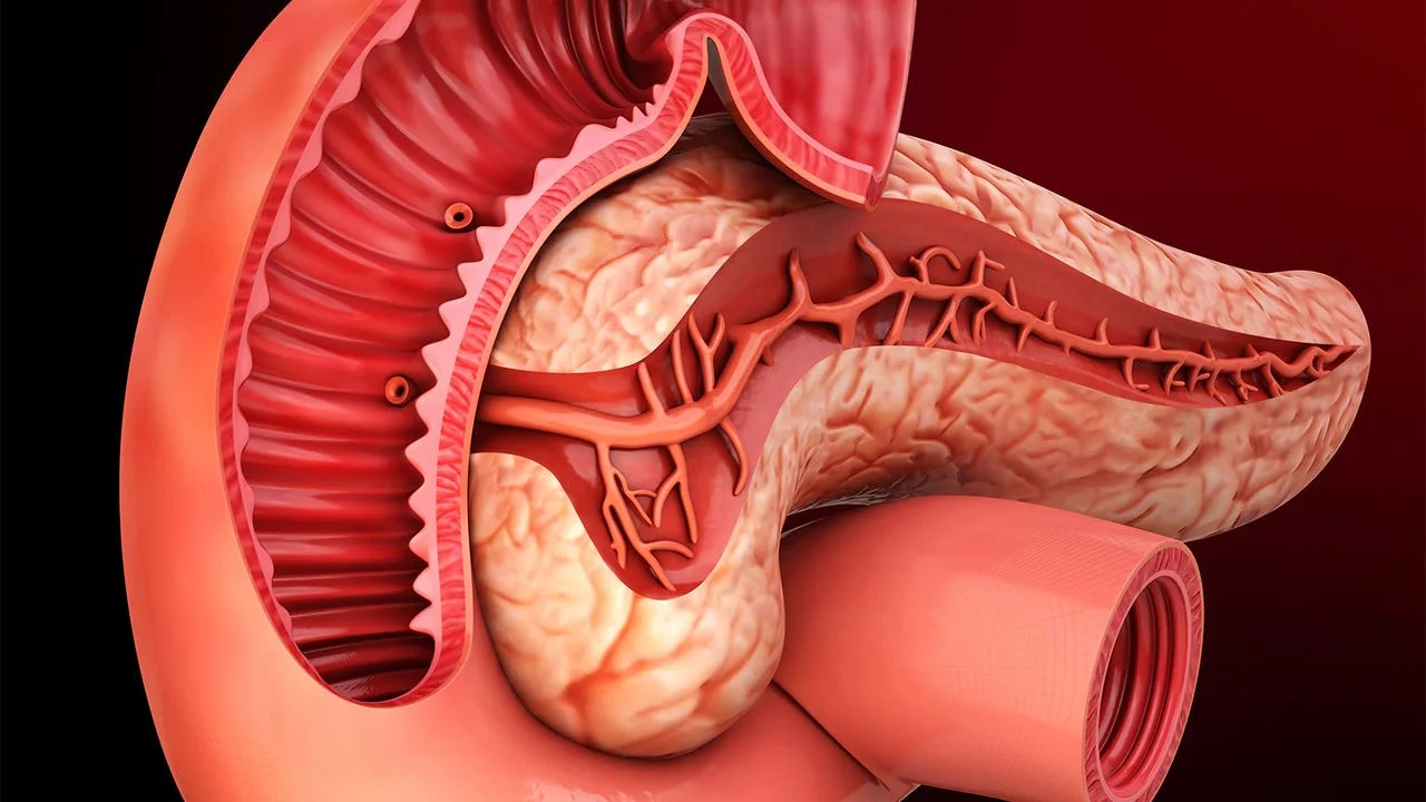 A detailed anatomical illustration showing the pancreas and its ducts, along with the connected duodenum and bile duct, in a cutaway view.