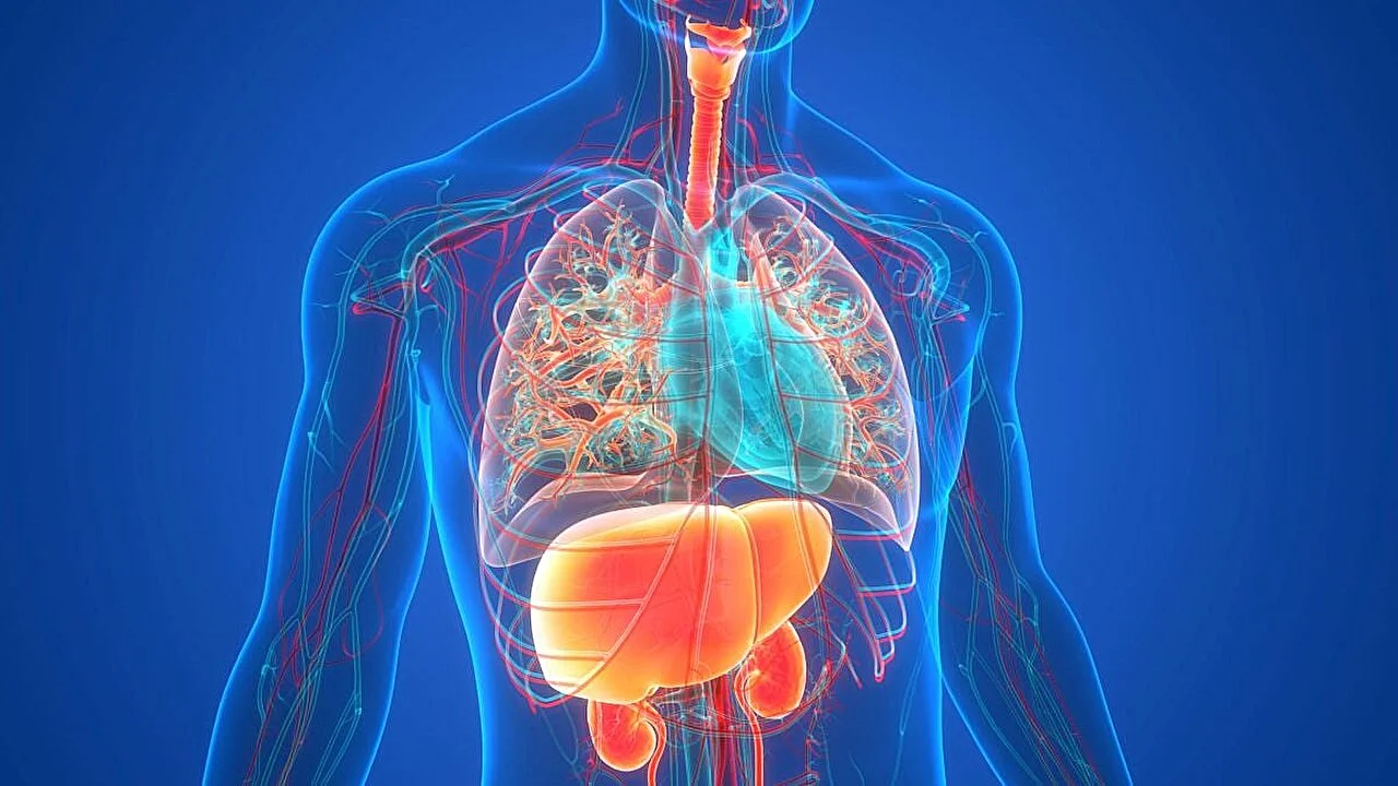 Liver Care Center – Dr. Muhammad Zakria (Liver Specialist in Lahore) Fatty Liver Disease: A 3D medical illustration of a human torso, showing the skeletal and vascular systems. The liver is highlighted in a glowing orange color, with the lungs and heart in blue.