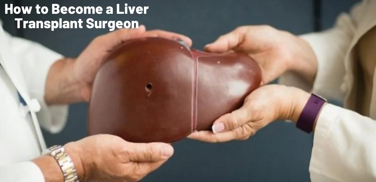 Liver transplant model being handed